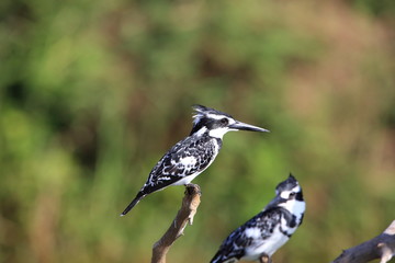 Pied Kingfisher (Ceryle rudis) in Queen Elizabeth National Park, Uganda

