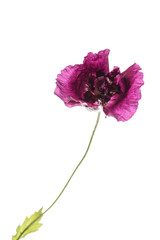 poppy flower