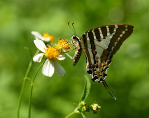 Butterfly on yellow flower in the garden