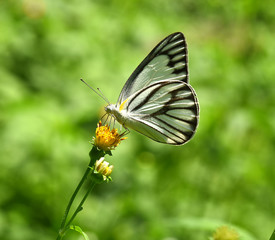 Butterfly White Black on flower in the garden