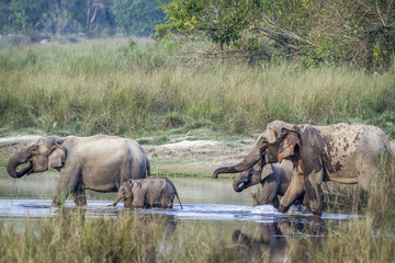Fototapeta premium Asian Elephant in Bardia national park, Nepal