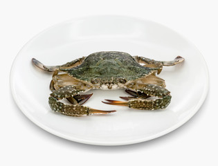 Blue crab isolated on white background