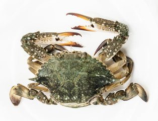 Blue crab isolated on white background 