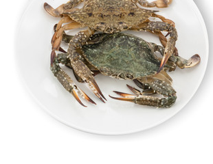 Blue crab isolated on white background 