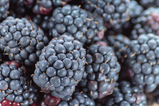 Fresh ripe blackberries close up
