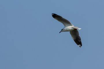 The seagull.