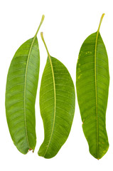 Various angles of mango leaves