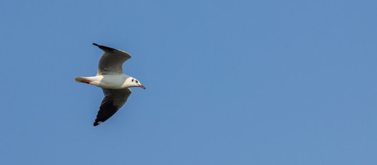 The seagull.