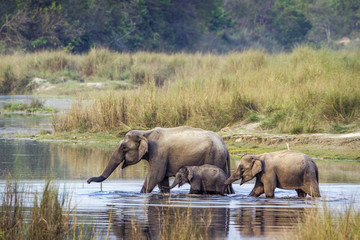 Obraz premium Asian Elephant in Bardia national park, Nepal