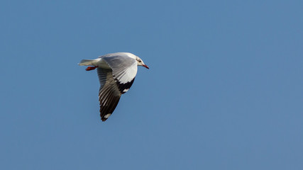 The seagull.