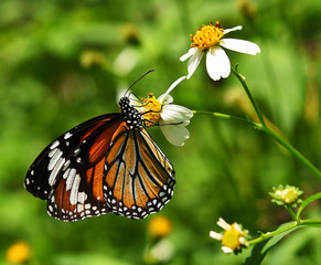 Butterfly on orange flower in the garden