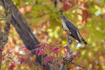 Eurasian cuckoo in Bardia national park, Nepal