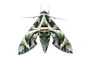 Fototapeta premium moth on white background