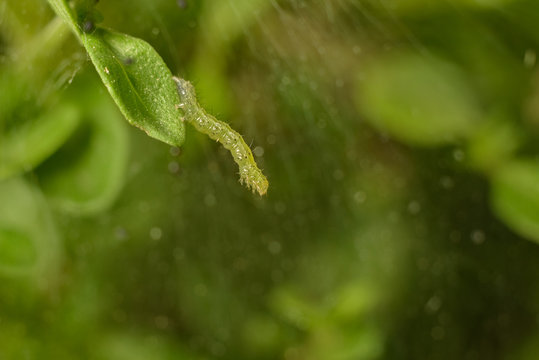 caterpillar captured in spider web macro image 