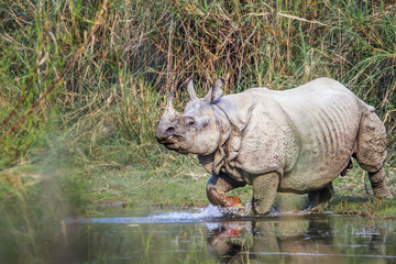 Fototapeta premium Greater One-horned Rhinoceros in Bardia national park, Nepal
