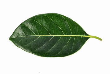 Obraz premium Jackfruit leaves on white background