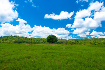 Obraz premium Nature background with tree and sky.