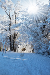 Obraz premium Red deer went for walk