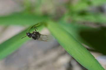 ant with wings macro image