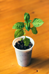 Basil in cup