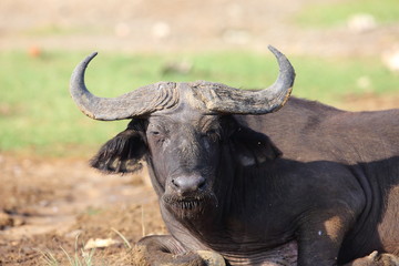 African buffalo (Syncerus caffer) in Queen Elizabeth National Park, Uganda


