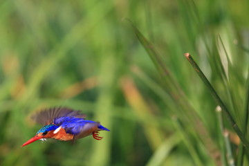 Malachite Kingfisher (Corythornis cristatus) in Queen Elizabeth National Park, Uganda

