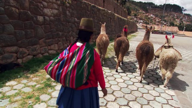 Rear view of Peruvian woman driving llamas along a street in Cusco