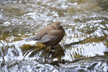 カワガラス(Brown Dipper)