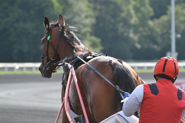 trotteur