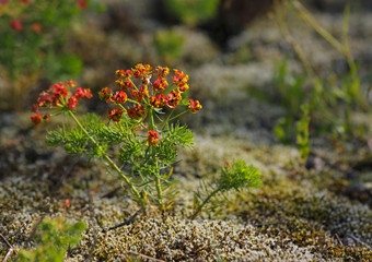 Cypress spurge (Euphorbia cyparissias)