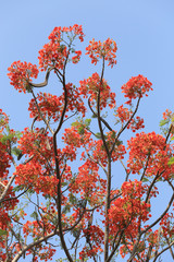 Peacock flowers is blooming in the public garden.