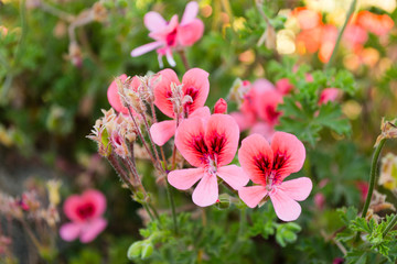 Obraz premium Flowers in Greece