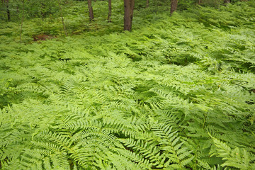 Eagle ferns foliage © Pawel Burgiel