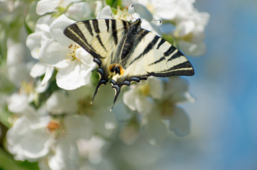 Spring image with butterfly and blossoming fruit tree against blue sky. Springtime nature abstract