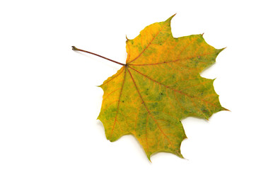 autumn maple leaf isolated on white background