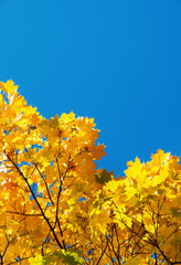 Autumn leaves with the blue sky background
