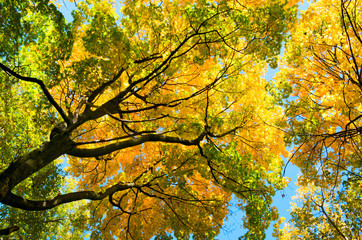 autumn forest trees.