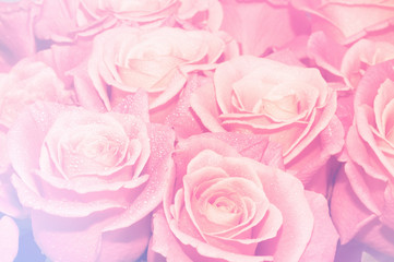 Fototapeta na wymiar Pink roses background. Retro filter.