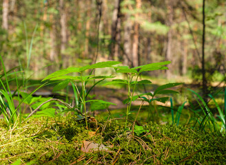 The stems and leaves of young grass to moss in the shade on the forest background