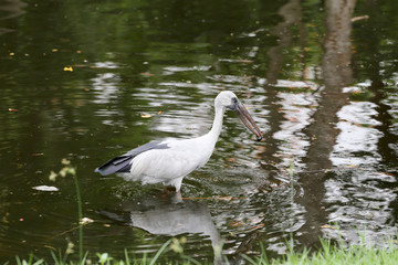 Egret or Pelicans standing in the pond.