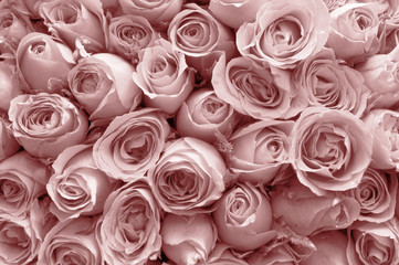 Natural roses background