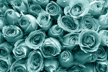 Natural roses background