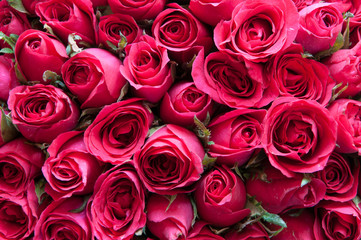 Natural roses background