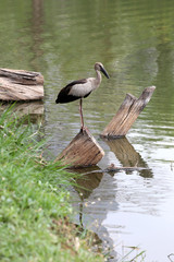 Egret or Pelicans standing on Timber of public park.
