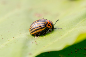 Beetle sitting on a green leaf
