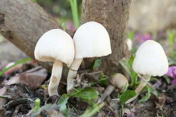 Poisonous mushrooms growing under the trees.