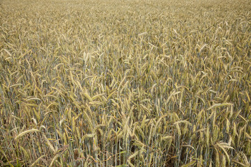 Kornfeld, Roggen, (Secale cereale), Nordrhein-Westfalen, Deutschland