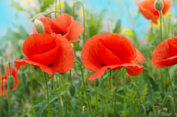 Field of red poppies