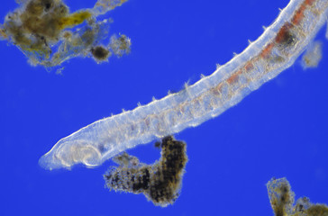compare and contrast oligochaetes and caecilians compare and contrast oligochaetes and caecilians
