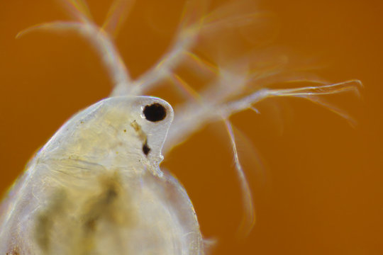 Freshwater water flea (Daphnia magna)
